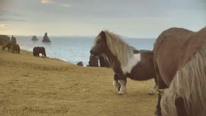 Coolest Pony Ever
